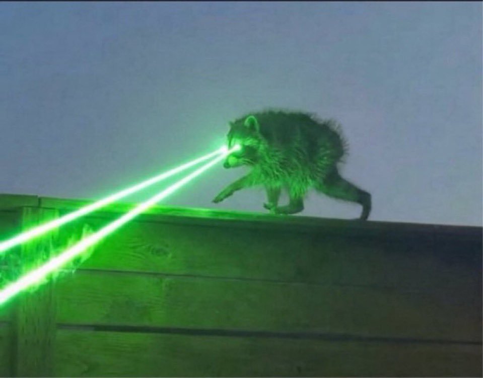 Jimothy raccoon with green laser eyes